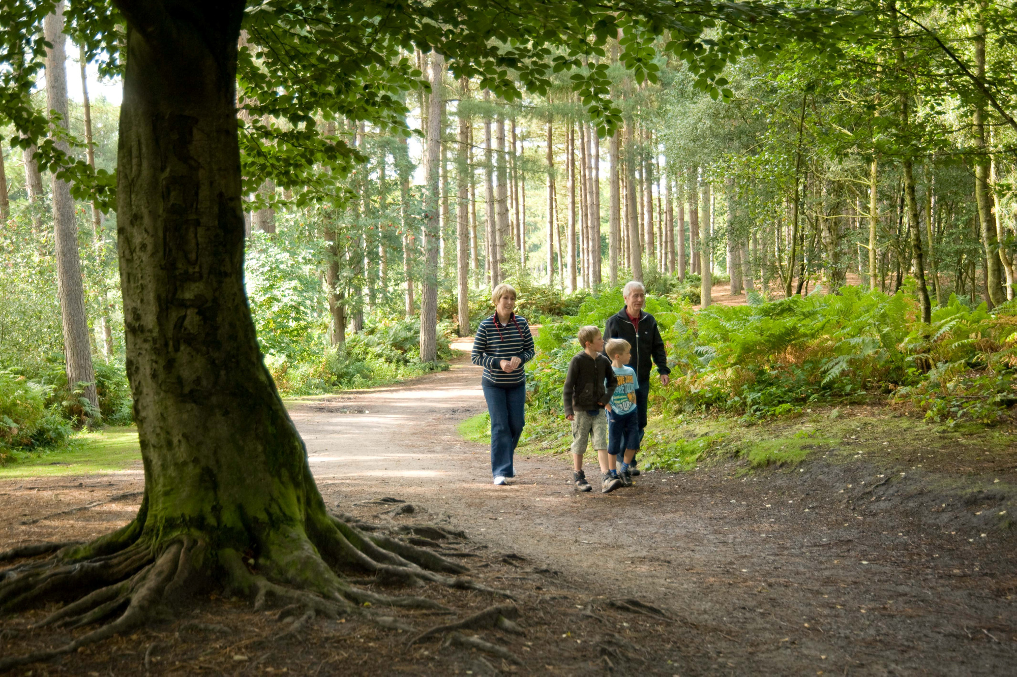 Walking Trails At Bellever Forest | Forestry England